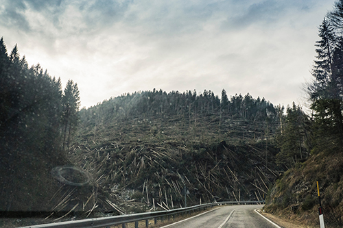 Image of a forest disaster